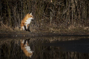 A red fox sits at the edge of a puddle along with its reflection Island Beach State Park,brown,fox,fur,orange,red,red fox,reflection,tired,water,white,Red fox,Vulpes vulpes,Chordates,Chordata,Mammalia,Mammals,Carnivores,Carnivora,Dog, Coyote, Wolf, Fox,Canidae,Rena