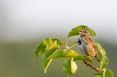 A song sparrow sings loudly as the morning sun shines Song Sparrow,sparrow,bird,birds,Animalia,Chordata,Aves,Passeriformes,Passerellidae,Melospiza melodia,adorable,brown,claw,claws,cute,depth,shallow focus,feather,feathers,green,leaf,leaves,loud,morning,