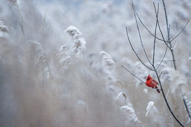 A male Northern cardinal perches on a branch on a cold snowy day in winter cardinal,bird,birds,cold,male,overcast,perched,red,snow,snowing,soft light,white,winter,Northern cardinal,Cardinalis cardinalis,Cardinalidae,Cardinals,Chordates,Chordata,Aves,Birds,Perching Birds,Pass