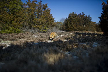 A red fox stalks along a path in the sand dunes of southern New Jersey on a bright sunny day Island Beach State Park,brown,fox,fur,furry,red,red fox,white,winter,Red fox,Vulpes vulpes,Chordates,Chordata,Mammalia,Mammals,Carnivores,Carnivora,Dog, Coyote, Wolf, Fox,Canidae,Renard Roux,Zorro Roj