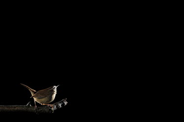 A Carolina Wren perches on a branch against a solid black background Carolina Wren,wren,bird,birds,bird feeder,brown,dramatic,feeder,flash,off camera flash,perched,Animalia,Chordata,Aves,Passeriformes,Troglodytidae,Thryothorus ludovicianus,Animal,BIRDS,Branch,WRENS,bla