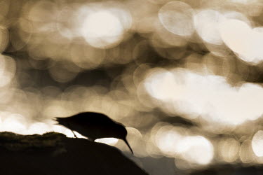 A soft silhouette of a dunlin standing on a jetty rock with the sparkling sun reflecting off the water shorebird,bird,birds,Silhouette,abstract,bokeh,early,golden,impression,jetty,morning,orange,outline,rock,rocks,sparkle,sunny,sunrise,water,Dunlin,Calidris alpina,Chordates,Chordata,Aves,Birds,Charadri