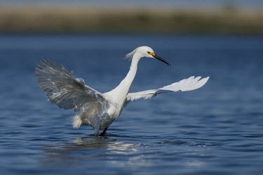 A snowy egret stands in shallow water with its wings stretched out on a bright sunny day blue,Snowy egret,egret,bird,birds,active,bright,feeding,fishing,reflection,shallow,smooth background,sunny,wading,water,water level,white,wings,Egretta thula,Snowy Egret,Herons, Bitterns,Ardeidae,Chor