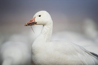 A close up portrait of a snow goose in a field of thousands of other snow geese Portrait,Snow goode,goose,geese,bird,birds,Waterfowl,duck,orange,overcast,pink,soft light,white,Snow goose,Chen caerulescens,Chordates,Chordata,Ducks, Geese, Swans,Anatidae,Anseriformes,Aves,Birds,Ans