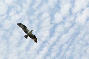An osprey soars overhead with its wings outstretched while calling out in front of a partially cloudy sky blue Sky,bird,birds,bird of prey,raptor,hawk,calling,clouds,flying,overhead,soaring,white,wings,Osprey,Pandion haliaetus,Aves,Birds,Accipitridae,Hawks, Eagles, Kites, Harriers,Ciconiiformes,Herons Ibi
