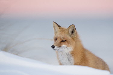 A red fox sits in the deep snow on a sand dune in the soft dusk light Island Beach State Park,cold,dusk,fox,fur,orange,red fox,sitting,snow,white,winter,Red fox,Vulpes vulpes,Chordates,Chordata,Mammalia,Mammals,Carnivores,Carnivora,Dog, Coyote, Wolf, Fox,Canidae,Renard