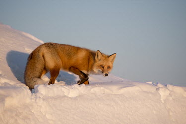 A red fox turns to look at something as the late evening sun shines on it while it stands in deep snow blue Sky,cold,curious,evening,fox,fur,orange,red,red fox,snow,sunlight,walking,white,winter,Red fox,Vulpes vulpes,Chordates,Chordata,Mammalia,Mammals,Carnivores,Carnivora,Dog, Coyote, Wolf, Fox,Canida