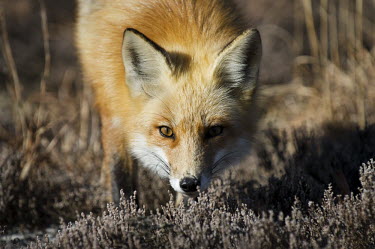 A red fox stares at me on a summer morning Island Beach State Park,brown,fox,fur,furry,red,red fox,white,winter,Red fox,Vulpes vulpes,Chordates,Chordata,Mammalia,Mammals,Carnivores,Carnivora,Dog, Coyote, Wolf, Fox,Canidae,Renard Roux,Zorro Roj