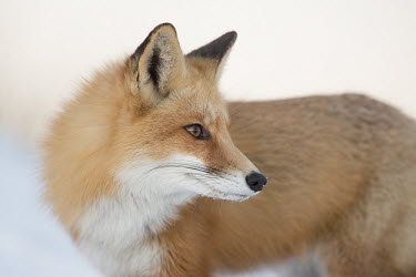 A close up portrait of a red fox at the soft dusky light Island Beach State Park,cold,dusk,fox,fur,orange,red fox,snow,white,winter,Red fox,Vulpes vulpes,Chordates,Chordata,Mammalia,Mammals,Carnivores,Carnivora,Dog, Coyote, Wolf, Fox,Canidae,Renard Roux,Zor
