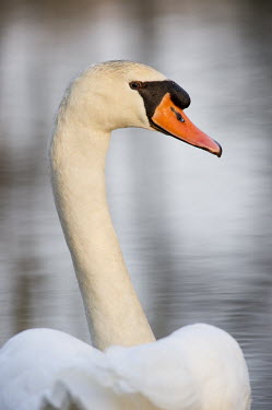 A handsome mute swan poses for a portrait in the late evening soft sunlight showing off the curve of its neck Mute Swan,Portrait,Waterfowl,swan,swans,bird,birds,close,curve,duck,handsome,orange,smooth background,soft light,sunny,tall,white,Cygnus olor,Mute swan,Aves,Birds,Chordates,Chordata,Anseriformes,Ducks