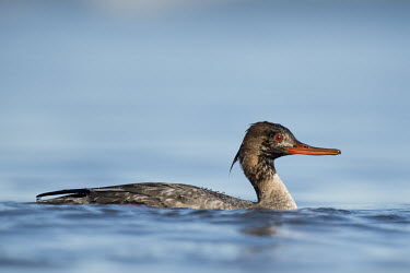 this juvenile male red-breasted merganser swims along in the bright blue water with its red eye standing out blue,Red-Breasted Merganser,Waterfowl,brown,drake,duck,male,orange,red,sunny,swimming,water,water level,Red-breasted merganser,Mergus serrator,Ducks, Geese, Swans,Anatidae,Anseriformes,Chordates,Chord