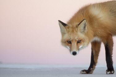 A red fox stares at the camera as it walks across the beach at dusk with a soft pink sky Island Beach State Park,cold,dusk,fox,fur,orange,red fox,walking,white,winter,Red fox,Vulpes vulpes,Chordates,Chordata,Mammalia,Mammals,Carnivores,Carnivora,Dog, Coyote, Wolf, Fox,Canidae,Renard Roux,