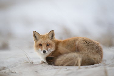 A red fox lays down on a sandy beach in the warm evening light Island Beach State Park,cold,dusk,fox,fur,laying,orange,red fox,white,winter,Red fox,Vulpes vulpes,Chordates,Chordata,Mammalia,Mammals,Carnivores,Carnivora,Dog, Coyote, Wolf, Fox,Canidae,Renard Roux,Z