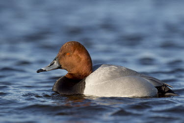 A hybrid of a redhead and Canvasback duck swims on a cold river on a bright sunny winter afternoon blue,Canvasback,Redhead,Waterfowl,brown,duck,grey,hybrid,orange,red,sunny,water,water level,white,bird,birds,Aythya valisineria,Ducks, Geese, Swans,Anatidae,Chordates,Chordata,Aves,Birds,Anseriformes,