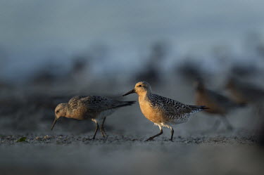 A red knot stands out on the beach with a small spotlight of morning sun lighting up the bird blue,Delaware Bay,New Jersey,Red Knot,sandpiper,beach,brown,cool coloured,early,morning,orange,sand,shadows,spotlight,spring,sun,sunlight,Red knot,Calidris canutus,Chordates,Chordata,Ciconiiformes,Her