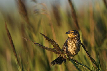 A female red-winged blackbird in the early morning sun Red-Winged Blackbird,blackbird,bird,birds,brown,early,grass,green,marsh grass,morning,perched,sunlight,Agelaius phoeniceus,Red-winged blackbird,Chordates,Chordata,Aves,Birds,Perching Birds,Passeriform