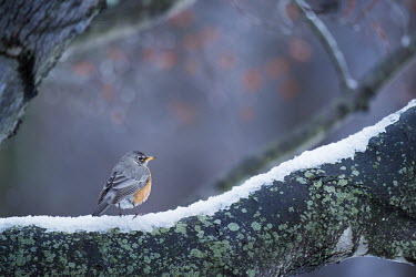 An American robin perched on a snow covered branch on a cold wintery day American Robin,bird,birds,robin,blue,cold,grey,green,habitat,icy,muted,orange,overcast,perched,small,snow,texture,tree,winter,Turdus migratorius,Perching Birds,Passeriformes,Chordates,Chordata,Turdida