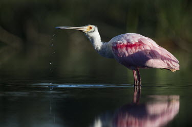 A roseate spoonbill creates water drops from its bill spoonbill,bird,birds,Roseate Spoonbill,calm,evening,green,pink,red,reflection,ripples,shadow,sunlight,water drop,water level,white,Roseate spoonbill,Platalea ajaja,Threskiornithidae,Ibises, Spoonbills