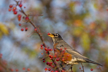An American robin shows off a red berry it is eating as it sits perched on a branch full of berries in the morning sun American Robin,bird,birds,robin,berries,berry,early,eating,feeding,grey,green,holding,morning,orange,red,sunlight,white,Turdus migratorius,Perching Birds,Passeriformes,Chordates,Chordata,Turdidae,Thru