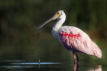A bright pink roseate spoonbill stands in the shallow water in the afternoon sunlight as a drop of water splashes spoonbill,bird,birds,Roseate Spoonbill,drip,evening,eye,green,pink,red,reflection,sunlight,water drop,water level,white,Roseate spoonbill,Platalea ajaja,Threskiornithidae,Ibises, Spoonbills,Aves,Birds