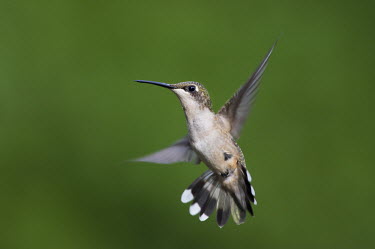 A female ruby-throated hummingbird flares its tail hummingbird,Ruby-throated hummingbird,bird,birds,action,close,fast,feathers,female,flying,green,hovering,motion,motion blur,movement,smooth background,soft light,white,wings,Archilochus colubris,Hummi