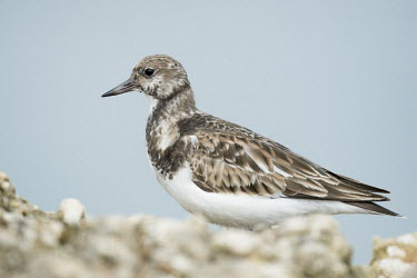 A ruddy turnstone stands on a light rock jetty in front of a smooth background with soft overcast light blue,Portrait,Ruddy turnstone,shorebird,bird,birds,coast,coastal,sandpiper,brown,feathers,grey,jetty,light,overcast,pattern,rock,soft light,texture,white,Arenaria interpres,Sandpipers, Phalaropes,Scol