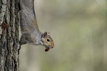 A grey squirrel clings to a large tree while holding a piece of acorn in its mouth acorn,bark,brown,clinging,eye,fur,furry,grey,gray squirrel,squirrel,tree,Grey squirrel,Sciurus carolinensis,Rodents,Rodentia,Squirrels, Chipmunks, Marmots, Prairie Dogs,Sciuridae,Chordates,Chordata,Ma