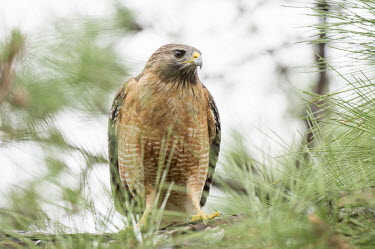A red-shouldered hawk staring out from its perch in a pine tree in soft overcast light Red-shouldered hawk,hawk,bird of prey,raptor,bird,birds,brown,eye,feet,green,overcast,perched,pine,pine needles,pine tree,red,rust colour,soft light,staring,talons,tree,white,Buteo lineatus,Falconifor