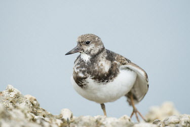 A ruddy turnstone stretches it wing and leg while standing on a light rock jetty blue,Portrait,Ruddy turnstone,shorebird,bird,birds,coast,coastal,sandpiper,brown,close,foot,grey,orange,overcast,rock,smooth background,soft light,stretch,white,wing,Arenaria interpres,Sandpipers, Pha