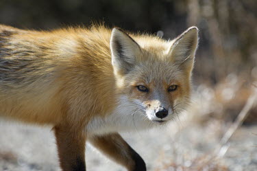 A red fox stalks along on a bright sunny winter day brown,fox,fur,furry,orange,red,red fox,sunny,white,winter,Red fox,Vulpes vulpes,Chordates,Chordata,Mammalia,Mammals,Carnivores,Carnivora,Dog, Coyote, Wolf, Fox,Canidae,Renard Roux,Zorro Rojo,ZORRO,Asi