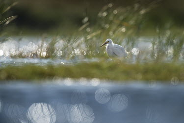 A snowy egret searches for food in the shallow salt marsh on a very bright sunny day blue,Snowy egret,egret,bird,birds,Summer,backlight,bokeh,bright,green,marsh grass,sunny,water,water level,white,Egretta thula,Snowy Egret,Herons, Bitterns,Ardeidae,Chordates,Chordata,Aves,Birds,Ciconi