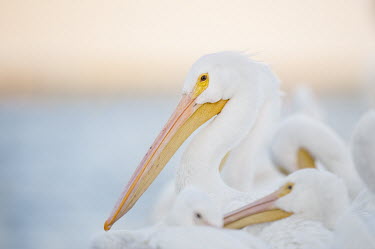 A white pelican stands out among a flock of other pelicans with a soft orange sky pelican,bird,birds,Portrait,bill,evening,orange,pastel,peach,pink,soft,white,American white pelican,Pelecanus erythrorhynchos,American White Pelican,Aves,Birds,Ciconiiformes,Herons Ibises Storks and V
