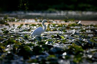 A great egret lit up by the morning sunlight while wading in the shallow lily pad covered water egret,bird,birds,wader,backlight,bill,glow,green,lake,lily pads,orange,plants,pond,shallows,sunny,wading,water,white,Great egret,Casmerodius albus,Ciconiiformes,Herons Ibises Storks and Vultures,Heron