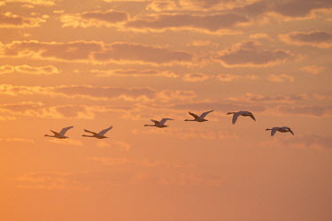 A small group of mute swans fly by in front of an incredibly colourful sunrise Mute Swan,Waterfowl,beach,clouds,duck,early,flying,morning,orange,pink,sand,sunrise,white,wings,Cygnus olor,Mute swan,Aves,Birds,Chordates,Chordata,Anseriformes,Ducks, Geese, Swans,Anatidae,Flying,Coa