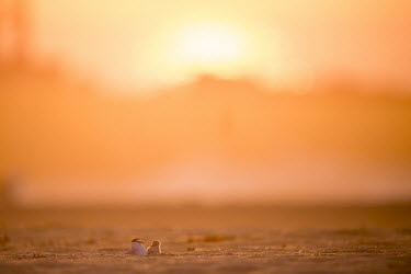 An adult least tern keeps an eye on its young tiny chick on a sandy beach bathed in golden morning sunlight least tern,tern,terns,adult,baby,beach,chick,colourful,early,morning,orange,sand,sunrise,white,Sternula antillarum,BIRDS,Least Tern,animal,baby animal,baby bird,backlight,black,colorful,ground level,l