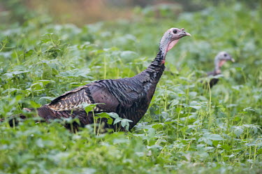 A wild turkey walks in tall green brush in soft overcast light with another turkey in the background Wild Turkey,brown,green,leaves,pair,pink,plants,red,soft light,turkey,bird,birds,Meleagris gallopavo,Wild turkey,Gallinaeous Birds,Galliformes,Phasianidae,Grouse, Partridges, Pheasants, Quail, Turkeys