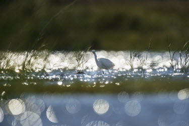 A snowy egret stalks in the shallows searching for food on a very bright sunny morning blue,Snowy egret,egret,bird,birds,backlight,bokeh,bright,grass,green,shallow water,stalking,sunny,white,Egretta thula,Snowy Egret,Herons, Bitterns,Ardeidae,Chordates,Chordata,Aves,Birds,Ciconiiformes,