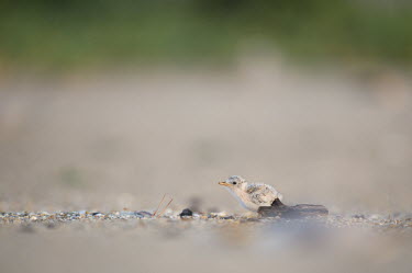 A small least tern chick stands on the sandy beach in the morning sunlight least tern,tern,terns,baby,beach,brown,chick,cute,driftwood,early,grey,green,morning,sand,small,tiny,white,Sternula antillarum,BIRDS,Least Tern,animal,baby animal,baby bird,black,gray,ground level,low