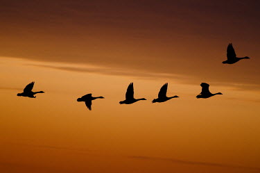 A silhouette of a flock of Canada Geese flying in front of an orange sunset Canada goose,goose,geese,bird,birds,Silhouette,Waterfowl,colourful,duck,flock,flying,group,neck,orange,sunset,wings,Branta canadensis,Chordates,Chordata,Ducks, Geese, Swans,Anatidae,Aves,Birds,Anserif