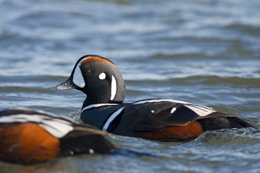 A harlequin duck swims in the blue water on a bright sunny day blue,Harlequin Duck,Waterfowl,duck,male,rock,rust,rust colour,striking,sunny,swimming,water,white,Harlequin duck,Histrionicus histrionicus,Chordates,Chordata,Aves,Birds,Ducks, Geese, Swans,Anatidae,An