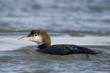 A common Loon swims in the water on a bright sunny day blue,Common Loon,LOONS,eye,grey,red,sunny,swimming,water,water level,white,Common loon,Gavia immer,Gaviiformes,Loons,Aves,Birds,Gaviidae,Chordates,Chordata,Ciconiiformes,Herons Ibises Storks and Vultu
