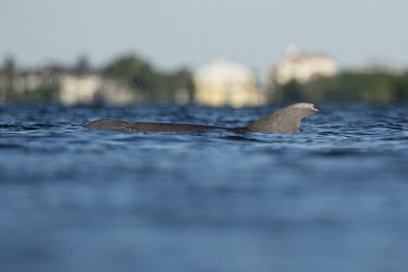 A surfacing bottlenose Dolphin photographed from water level on a bright sunny day blue,Bottlenose Dolphin,dolphin,fin,sunny,swimming,water level,cetacean,cetaceans,marine mammal,marine mammals,aquatic mammals,aquatic mammal,marine,marine life,sea,sea life,ocean,oceans,water,underwa