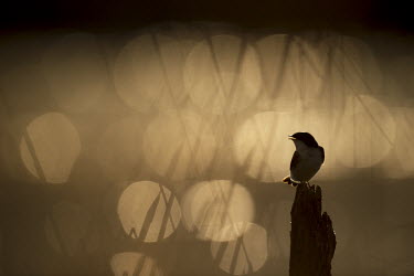 A tree swallow is silhouetted against a sparkling water background in the early morning sun swallow,bird,birds,Silhouette,Tree Swallow,artistic,bokeh,calling,creative,dark,dramatic,early,morning,orange,perched,small,stump,sunrise,tiny,tree,Tree swallow,Tachycineta bicolor,Chordates,Chordata,
