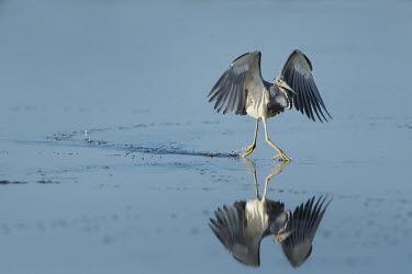 A tri-coloured heron appears to be running on the surface of calm water with a reflection blue,Tri-Coloured Heron,action,bright,calm,feet,fishing,flapping,grey,legs,reflection,running,sunny,walking,water,water level,white,wings,Tricoloured heron,Egretta tricolor,Tricoloured Heron,Chordates
