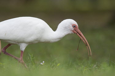 A white ibis feeds on large worms with its big pink curved bill in the green grass ibis,bird,birds,White Ibis,close,curve,eating,feeding,grass,green,pink,red,soft light,white,worms,White ibis,Eudocimus albus,Chordates,Chordata,Ciconiiformes,Herons Ibises Storks and Vultures,Threskio