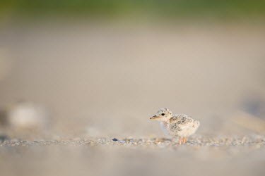 A small least tern chick stands on the sandy beach in the morning sunlight least tern,tern,terns,baby,beach,brown,chick,cute,grey,sand,small,tiny,Sternula antillarum,BIRDS,Least Tern,animal,baby animal,baby bird,gray,ground level,low angle,wildlife