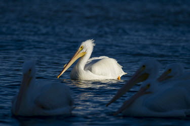 A single American white pelican is lit by the afternoon sun as a group of pelicans swim in the shade pelican,bird,birds,White Pelican,bill,dramatic,orange,sunlight,water,water level,white,American white pelican,Pelecanus erythrorhynchos,American White Pelican,Aves,Birds,Ciconiiformes,Herons Ibises St