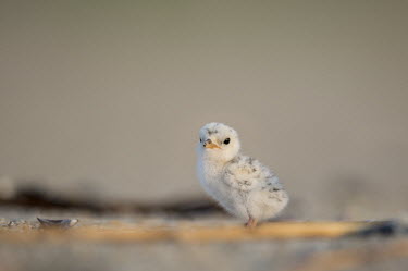 A small least tern chick stands on the sandy beach in the morning sunlight least tern,tern,terns,baby,beach,brown,chick,cute,early,grey,morning,sand,small,tiny,white,Sternula antillarum,BIRDS,Least Tern,animal,baby animal,baby bird,black,gray,ground level,low angle,wildlife