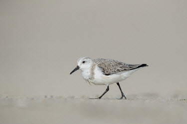 A sanderling walks along on a sandy beach on a bright sunny day with a smooth background sandpiper,sanderling,shorebird,bird,birds,beach,brown,feathers,grey,isolated,legs,sand,smooth background,stand out,sunny,walking,white,Sanderling,Calidris alba,Charadriiformes,Shorebirds and Terns,Cho