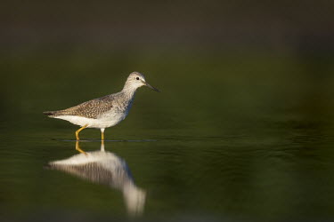 A lesser yellowlegs wades in the shallow water as the early sun lights up the day Lesser legs,bird,birds,wader,coastal,wetland,sandpiper,brown,grey,green,morning,reflection,sunny,water,water level,white,Lesser yellowlegs,Tringa flavipes,Ciconiiformes,Herons Ibises Storks and Vultur